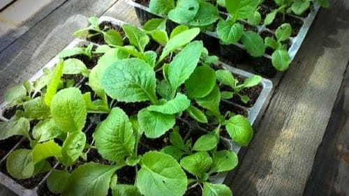 배추재베-김장배추-모종-육묘방법-가을배추-키우기