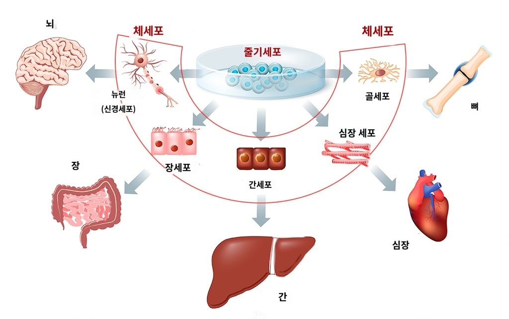 줄기세포의 역할과 최신 연구동향