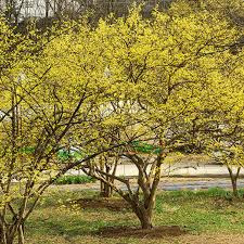[정원수목]소형 정원에 딱 맞는 포인트 수목 추천 리스트