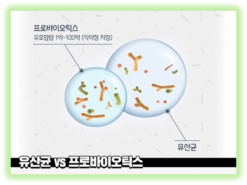 프로바이오틱스