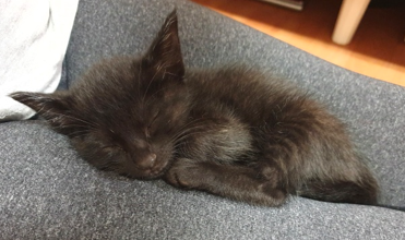 고양이 생활관리 기본 가이드, 처음 키울 때 꼭 알아야 할 것들