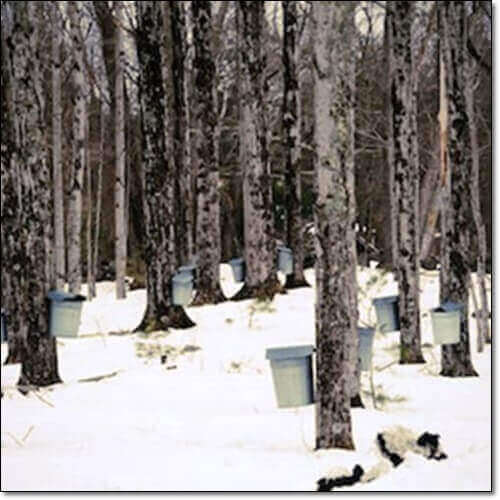 단풍나무수액 채취