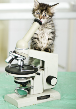 현미경과 고양이.