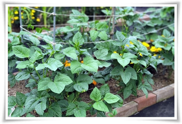 텃밭 "5월, 동부콩 심으세요!" 텃밭의 숨은 보석 알고보면 매력 덩어리!