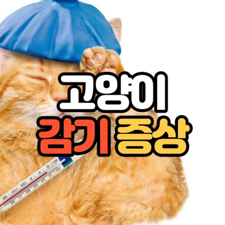 고양이 감기 증세