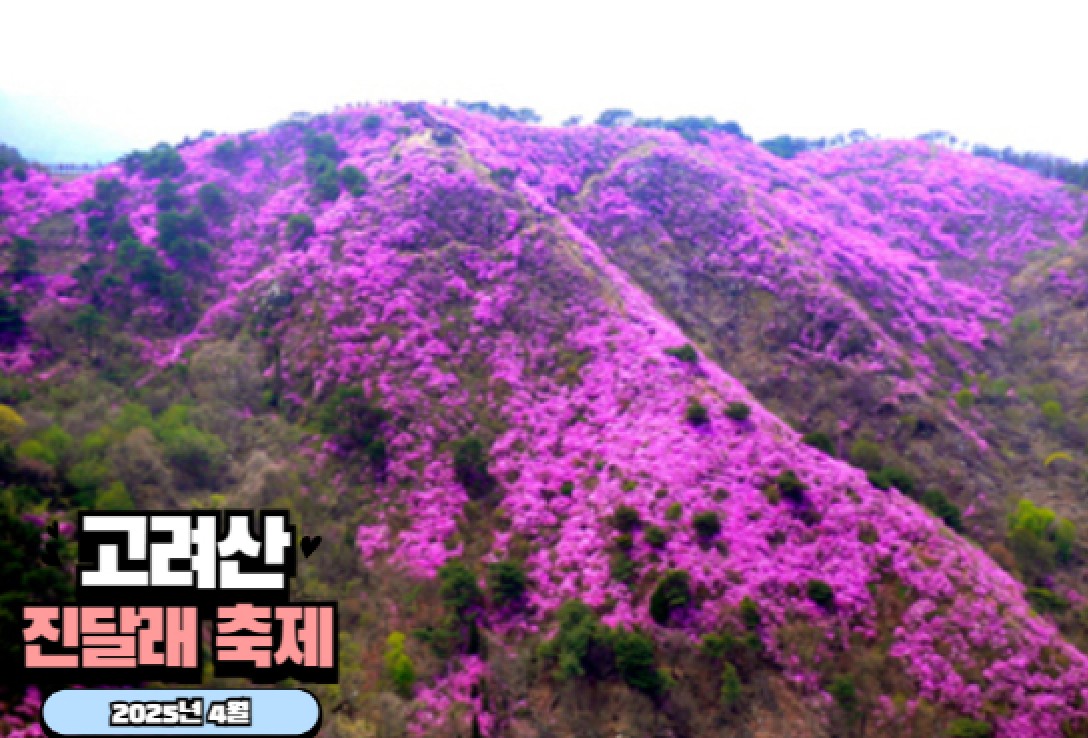 (인천) 강화도 고려산 진달래 축제