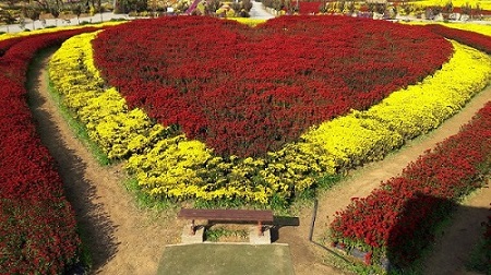 서산 국화 축제 이미지