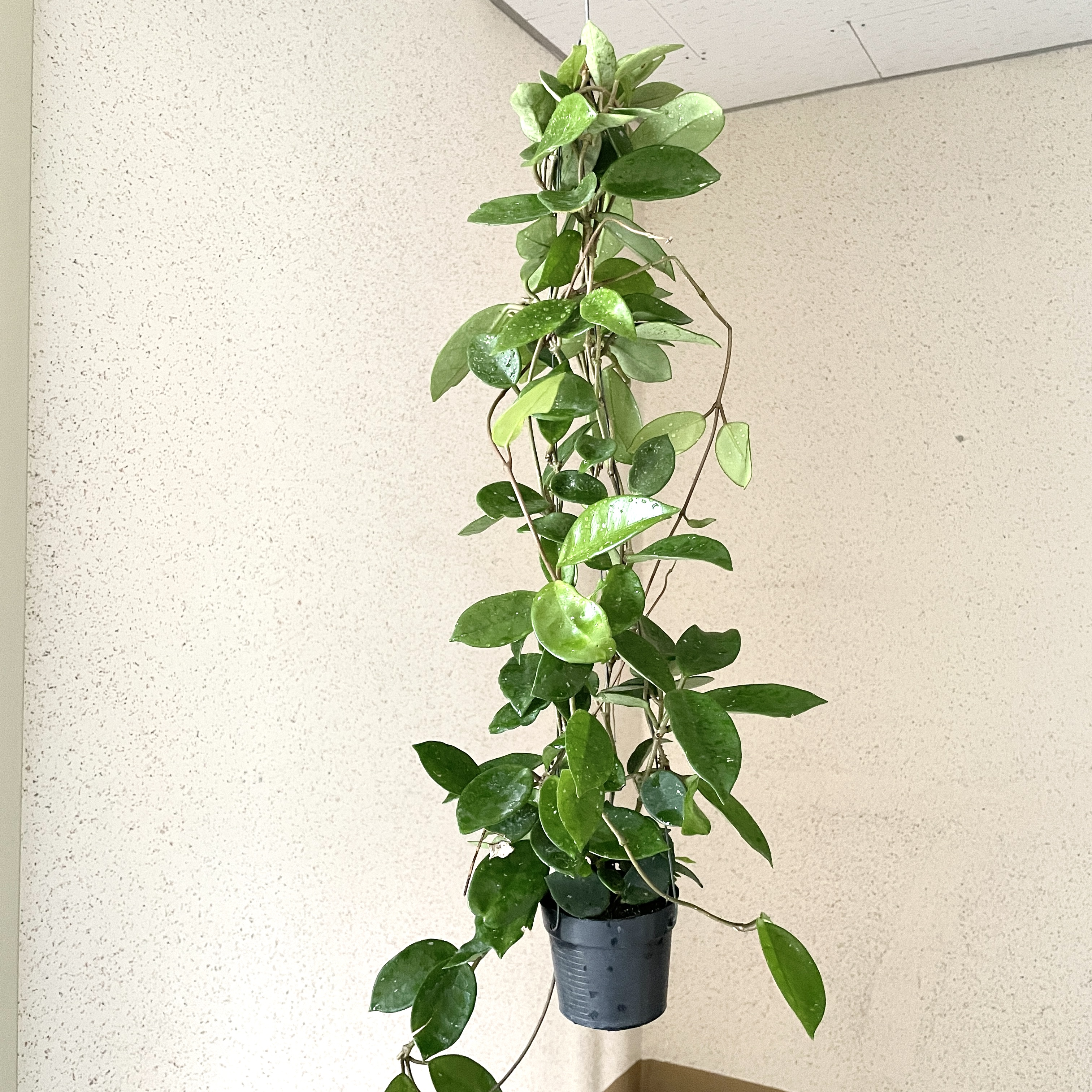 호야 카노사 걸이 키우기 공기정화식물 공중걸이 화분