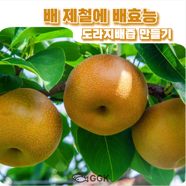 배제철에 배효능과 도라지배즙 만들기에 관한 이미지