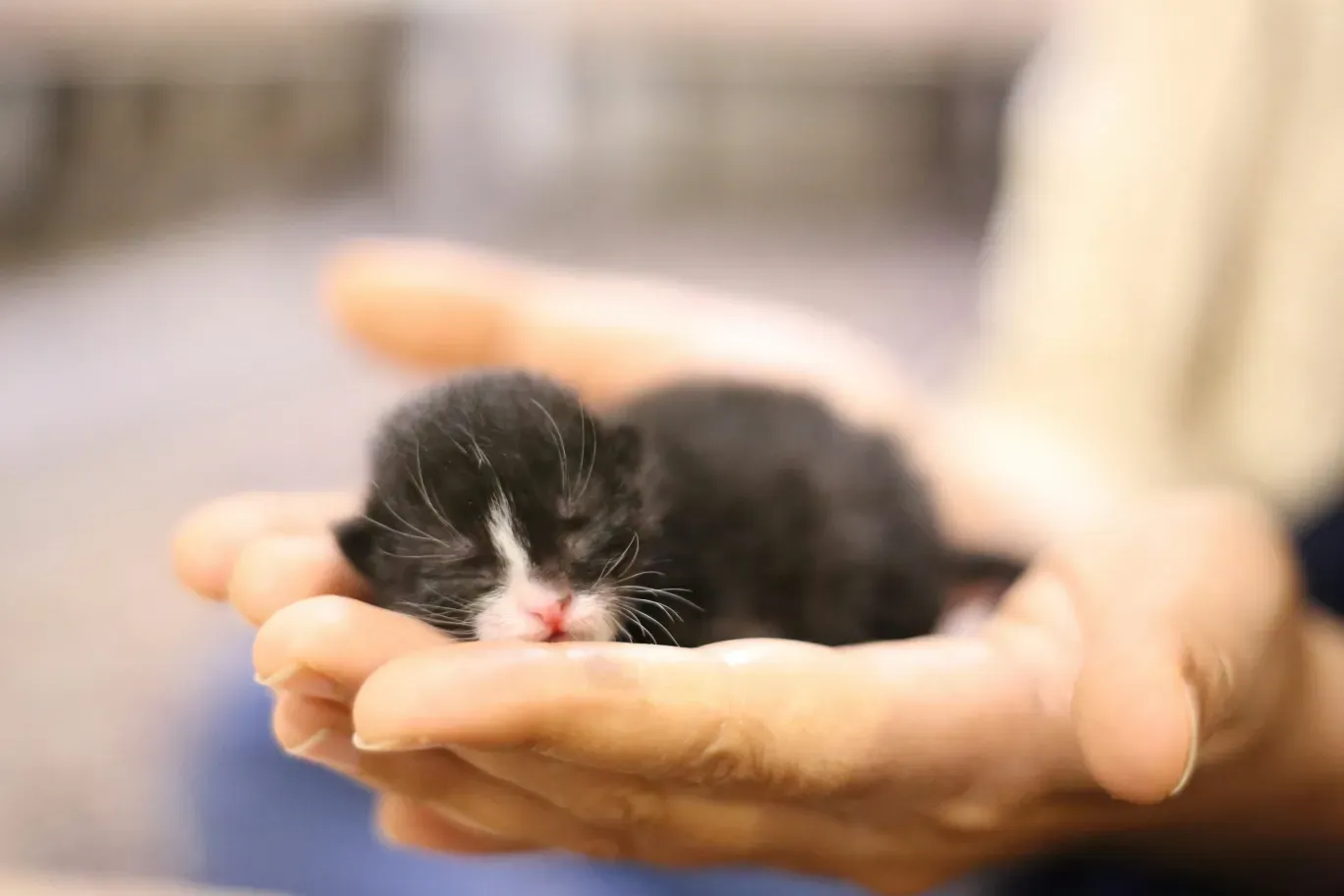 고양이 출산 임박증상 음식 중성화 발정_5