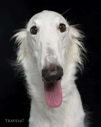 전 세계에서 가장 비싼 강아지 TOP20 몸값 높은 명품견 총정리 안내_12