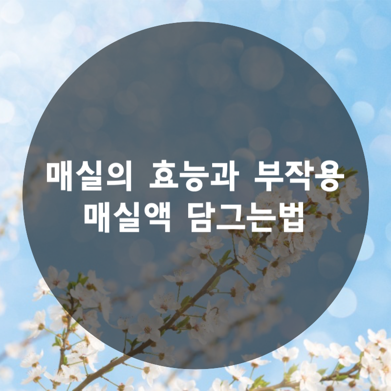 매실의 효능과 부작용 매실액 담그는 법글자 이미지
