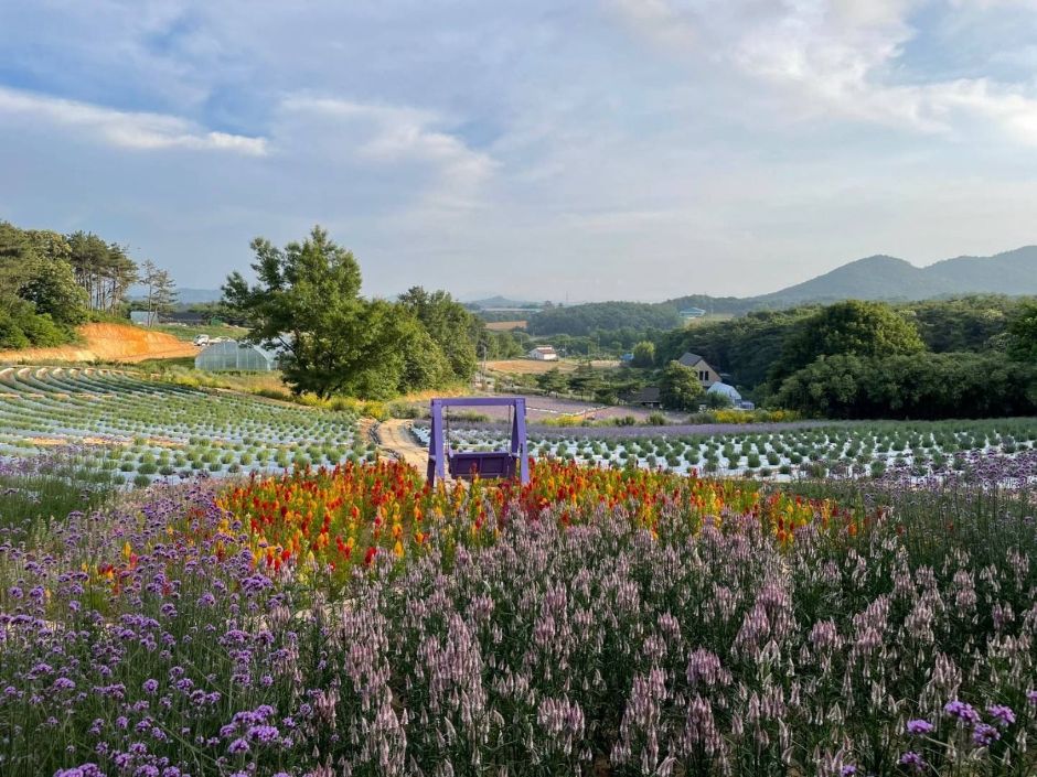 고창 가볼만한곳 청농원 라벤더 축제, 보랏빛 향기 속 힐링 산책