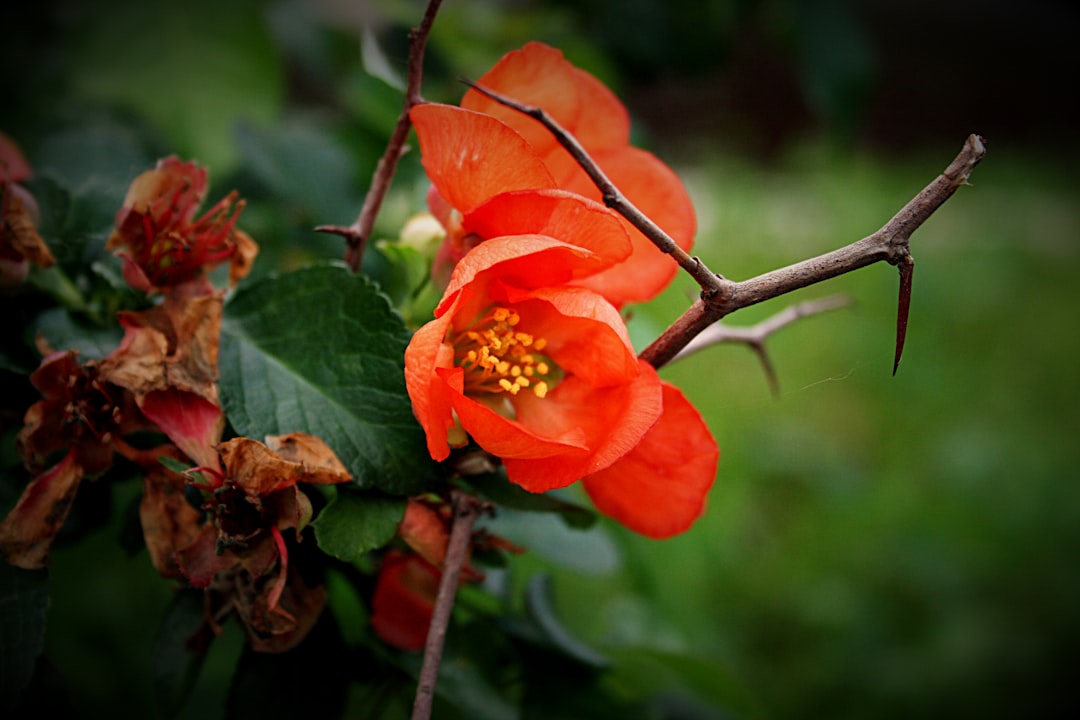 Thorn