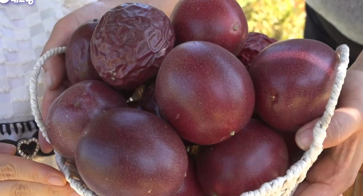 6시내고향 다시보기