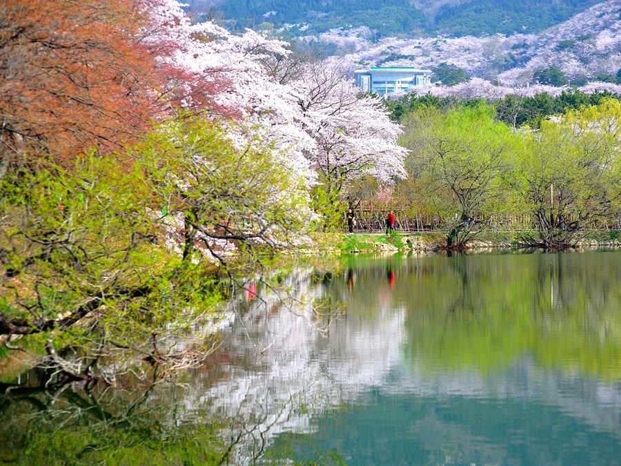 벚꽃 성지, 진해 군항제! 경화역&bull;여좌천 필수 코스 가이드