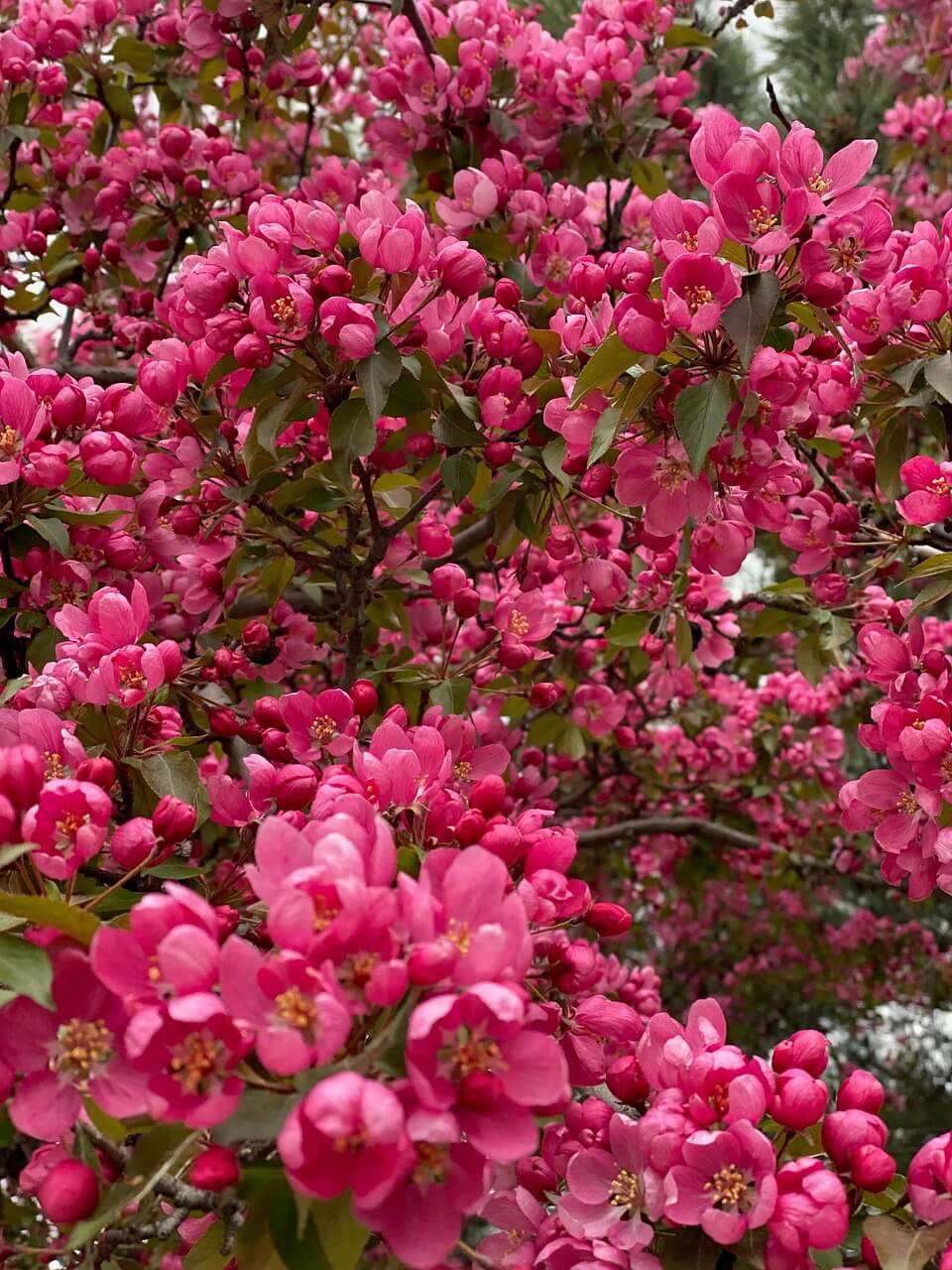 보은 벚꽃길 축제 렌터카