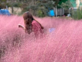 평택 바람새마을 핑크뮬리 가을 여행 인생샷 명소 추천으로 안내_17