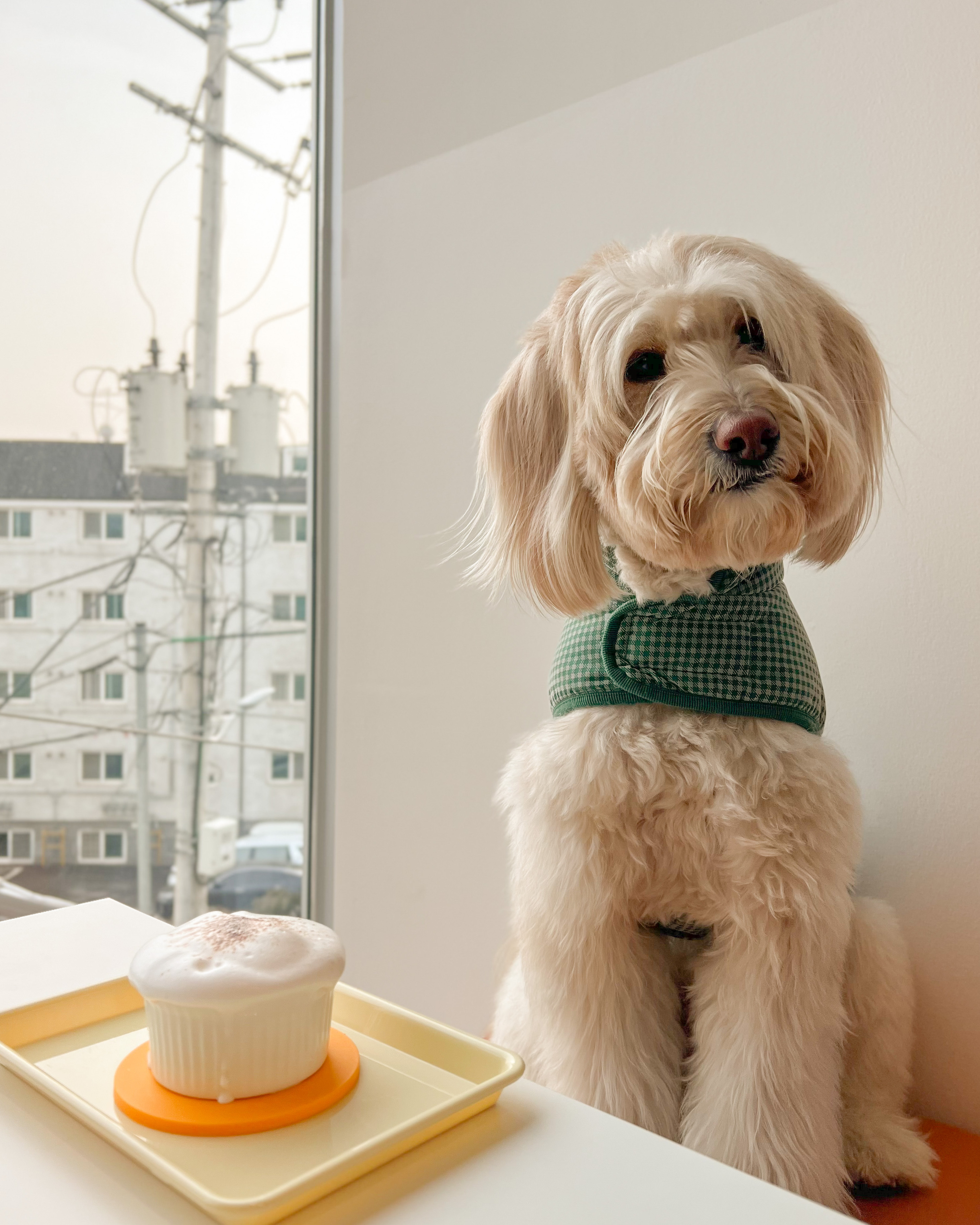 서울근교 일산 애견동반카페 하울픽스