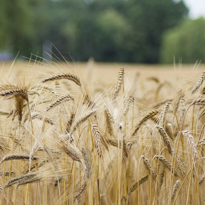 대사 활성화 작물