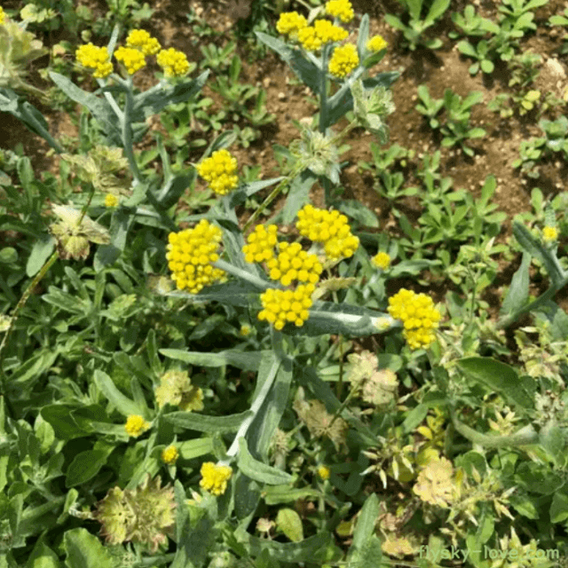 떡쑥(서국초) 효능