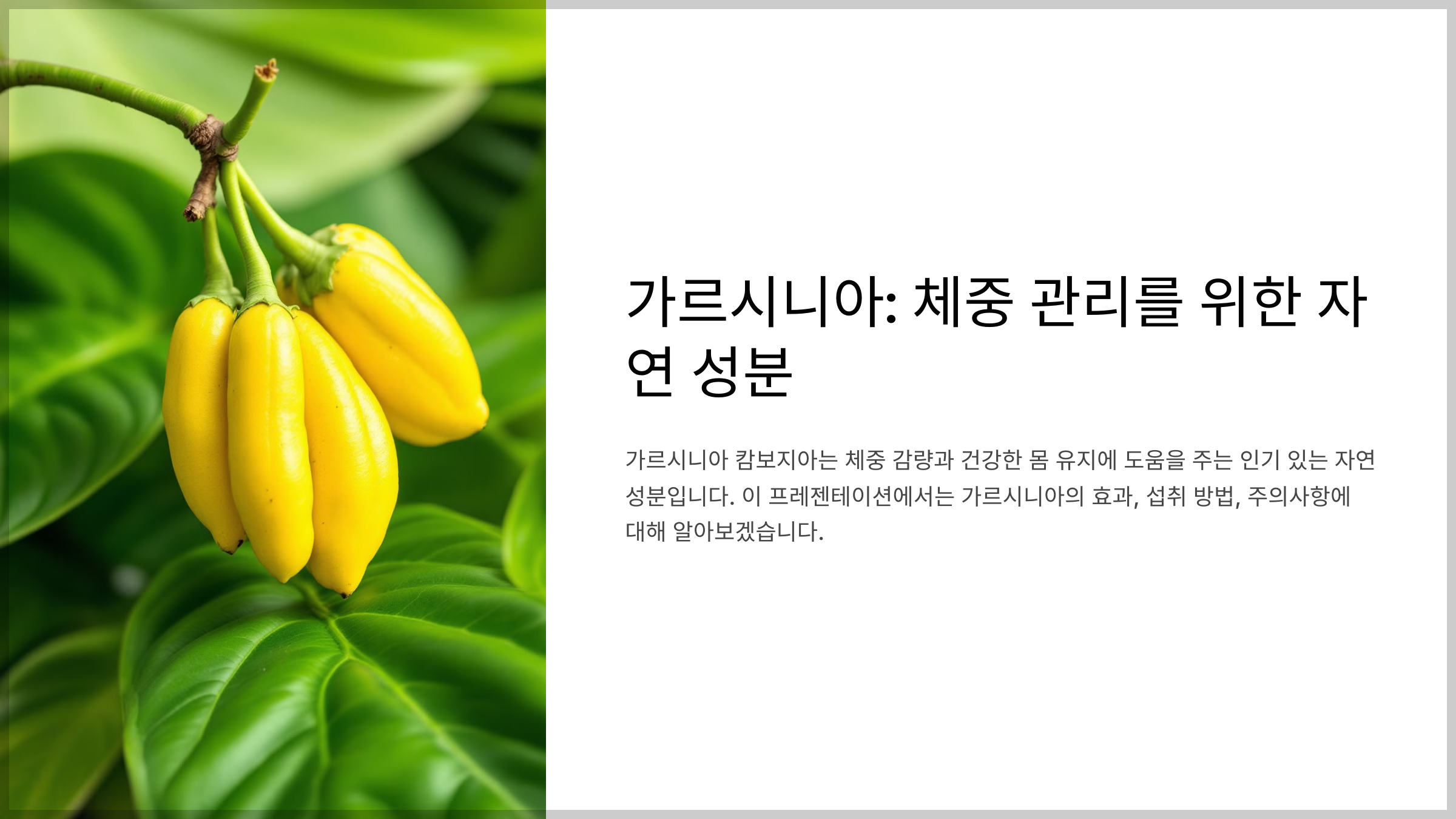 가르시니아 체중 관리