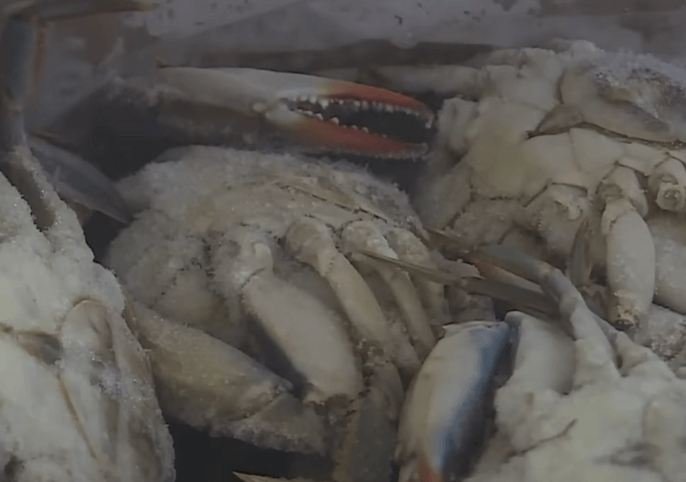 이탈리아 푸른 꽃게