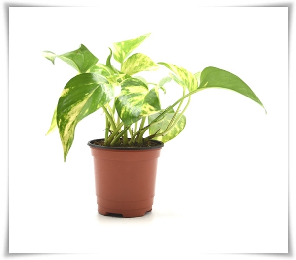 누구나 기르기 쉬운 공기정화 식물 "스킨답서스 키우기"