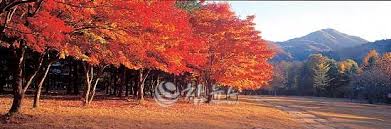 남이섬 입장권 할인