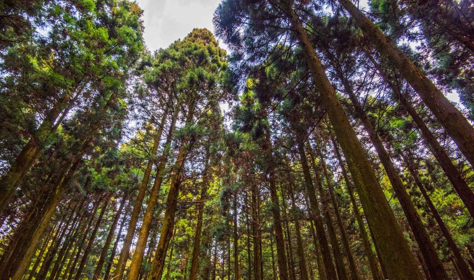 제주 사려니숲길