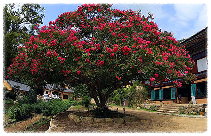 동백꽃 명소 동백나무 숲 명소 TOP 10