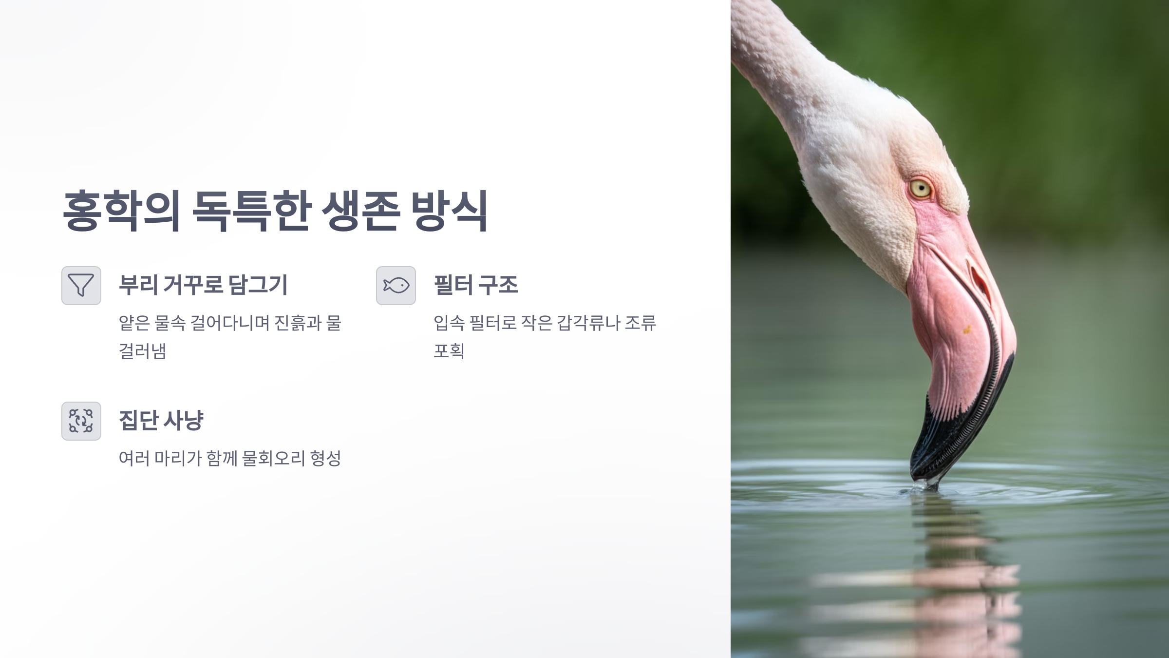 참조-홍학-먹이-사냥,-물회오리-2