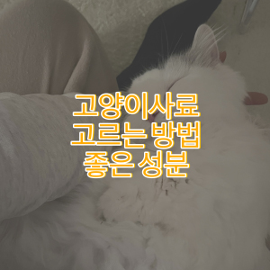 고양이 사료 고르는 방법