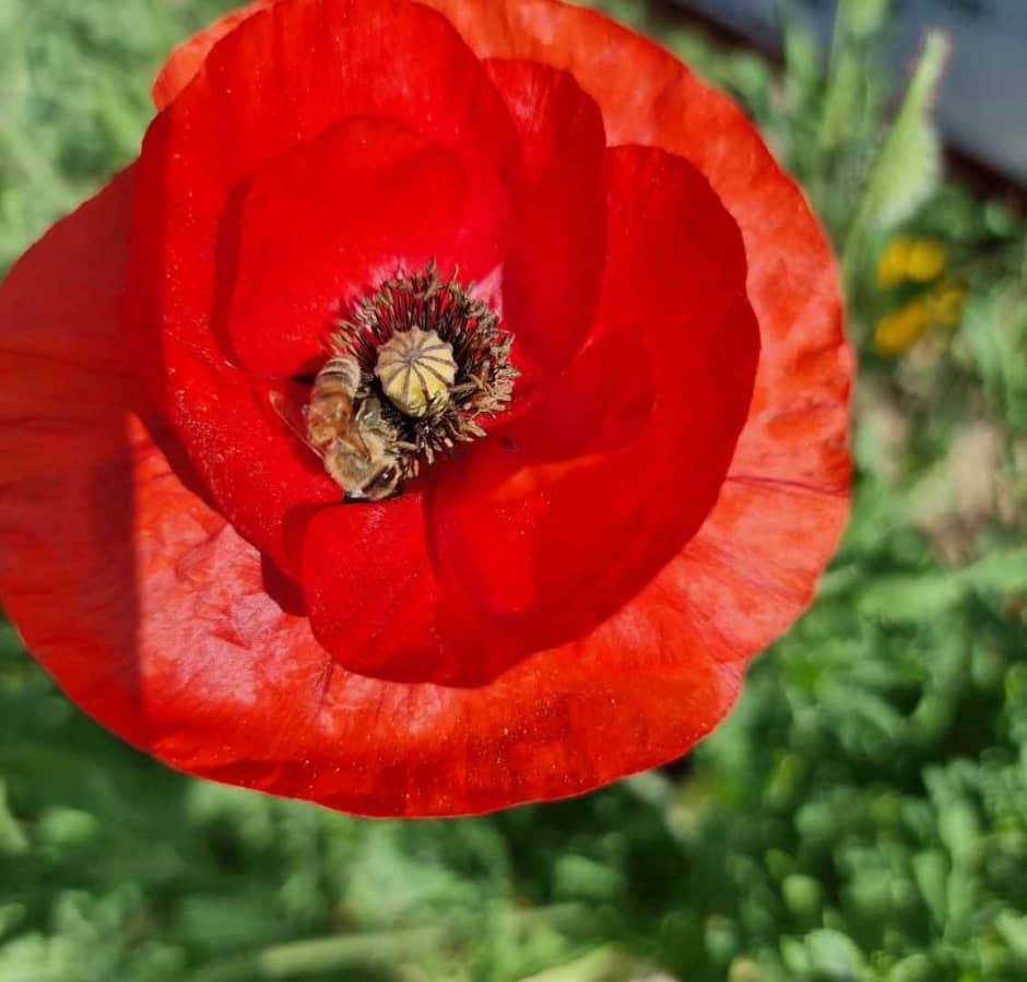 원주 용수골 양귀비꽃