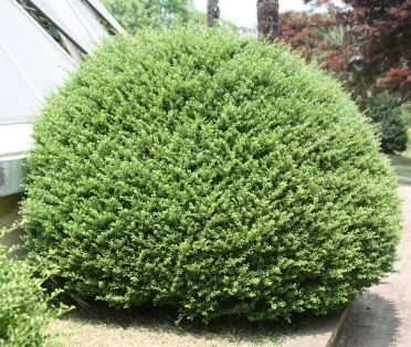 꽝꽝나무 수형2