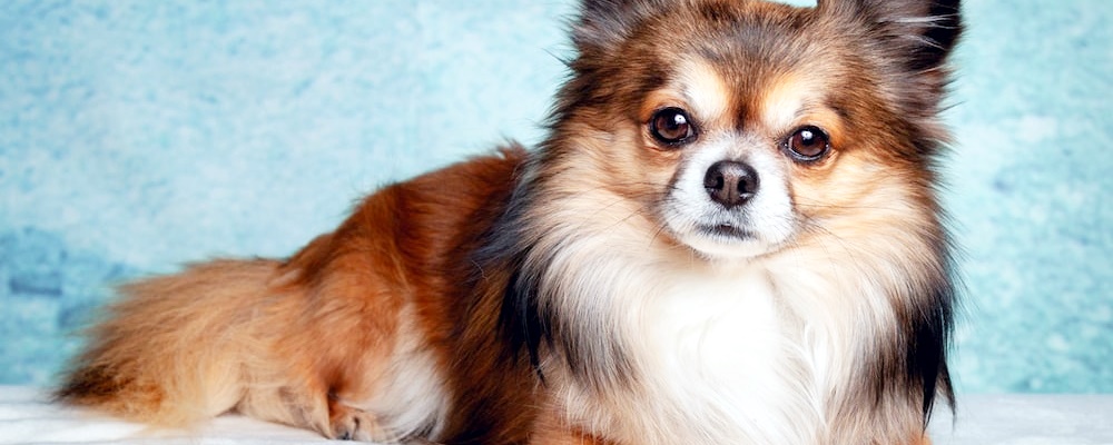 강아지 처음 목욕시키는 방법 7