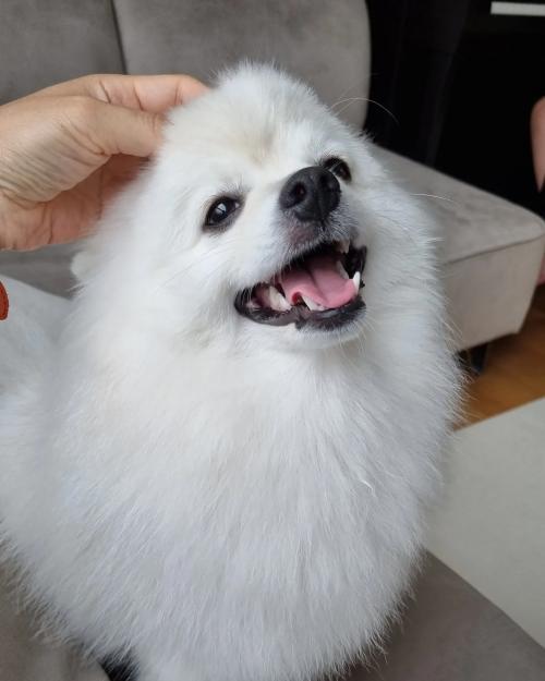 귀여운 토토 