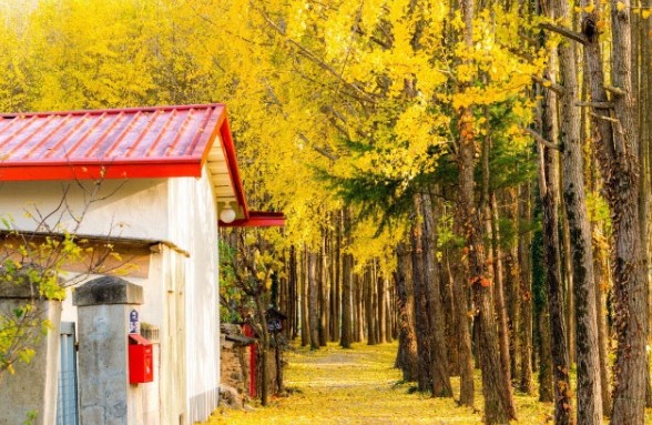 11월에 가볼만한 국내 여행지 도리마을 은행나무숲