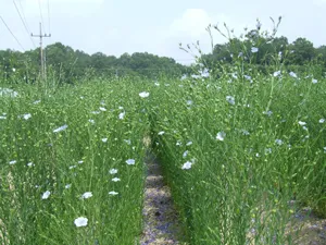 아마 재배 파종 시기 잡초 관리 섬유용 수확_5