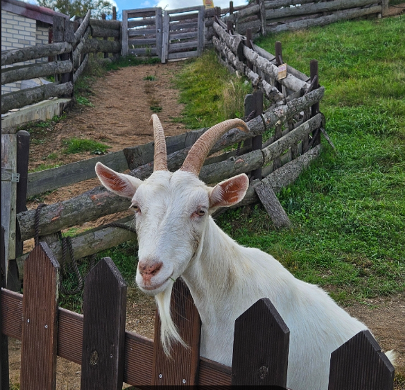 몽토랑 산양목장