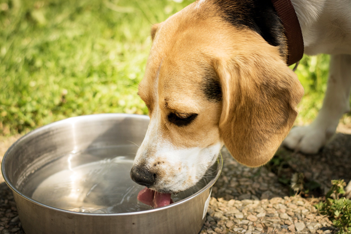 강아지가 사료를 먹고 물을 마시는 모습
