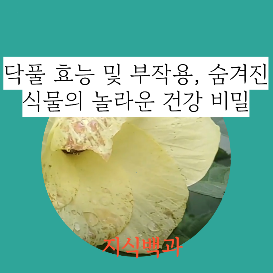 닥풀