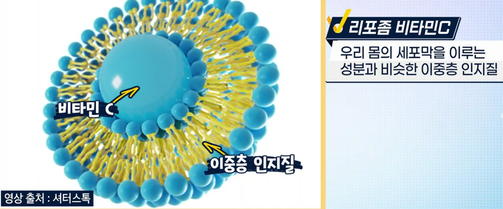 리포좀 비타민C 효능