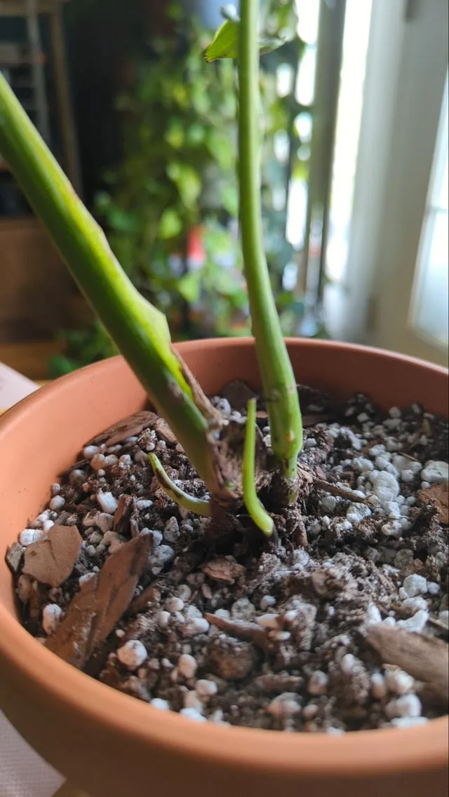 펄라이트 흙 배합 통기성향상 과습방지 실내식물 건강 업그레이드_2