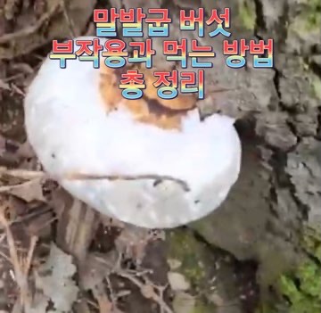 말굽버섯-부작용-가격-말발굽-버섯-먹는법