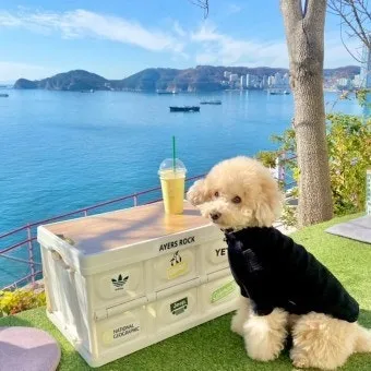 강아지 동반 애견 동반 여행 국내 베스트 10_13
