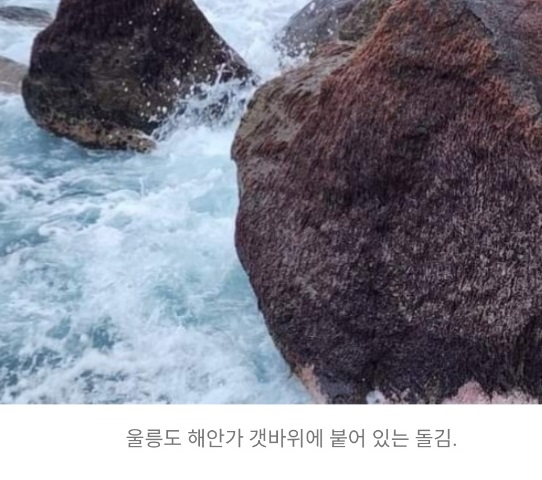 한국기행-울릉도-돌김