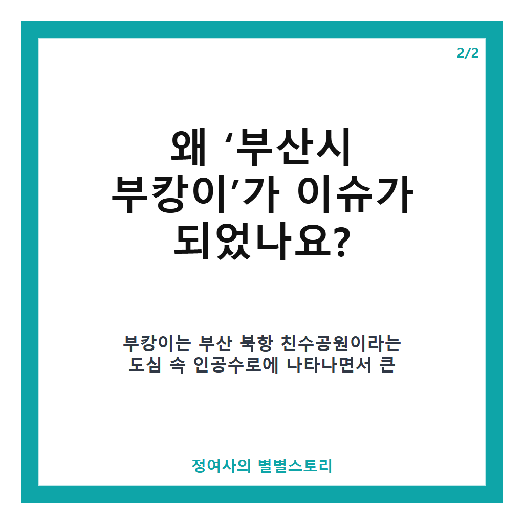 부산시 부캉이 명예홍보대사 위촉과 안전한 바다 복귀 계획 핵심 정리 카드뉴스 3