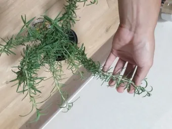 로즈마리 재배 삽목 번식 배수성 좋은 흙 관리_3