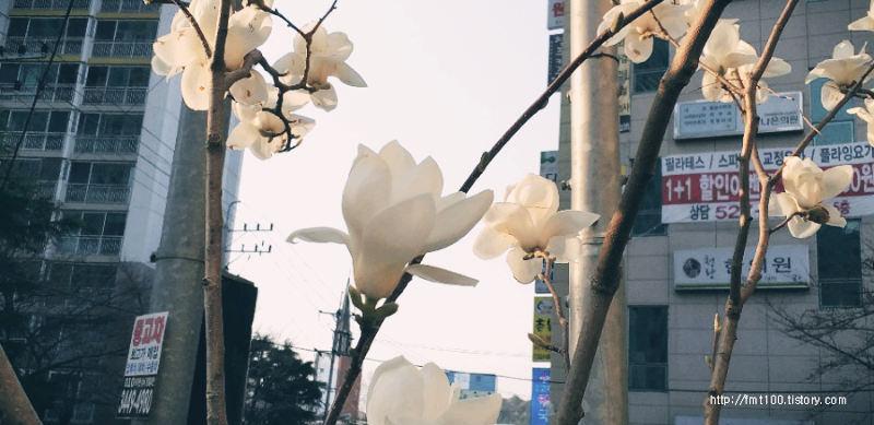 온천천 목련